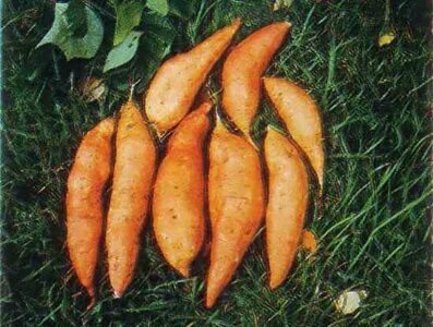 Sweet Potato Slips Image